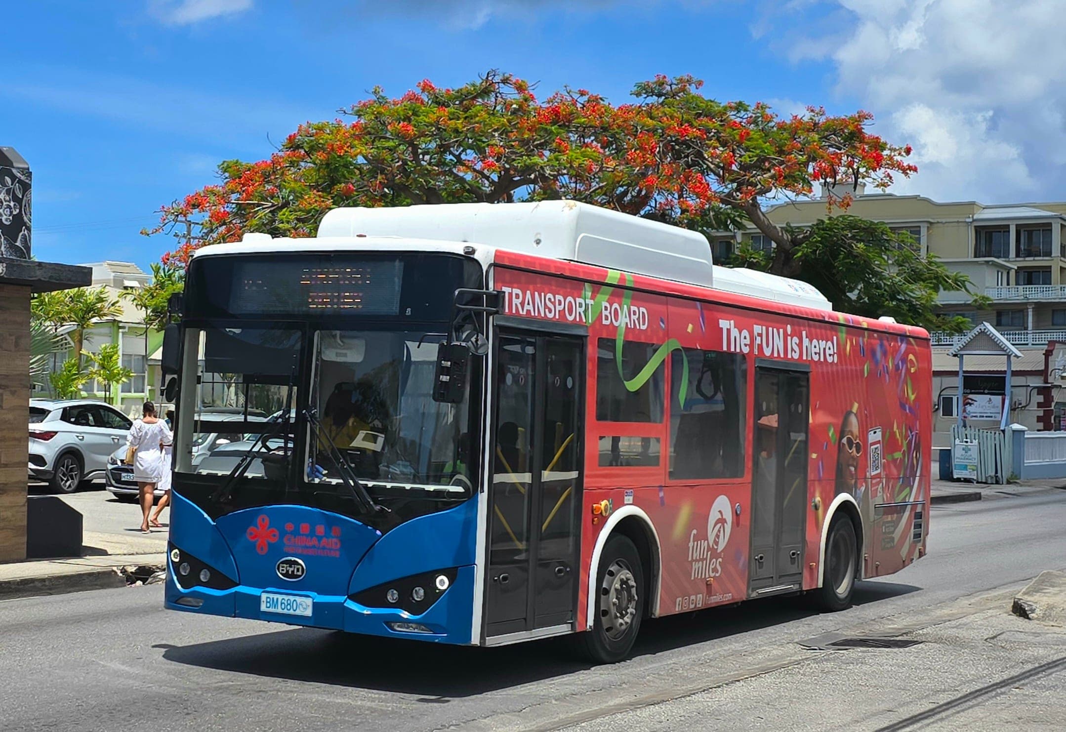 Синий с красным рейсовый автобус Barbados Transport Board на улице острова под цветущим деревом