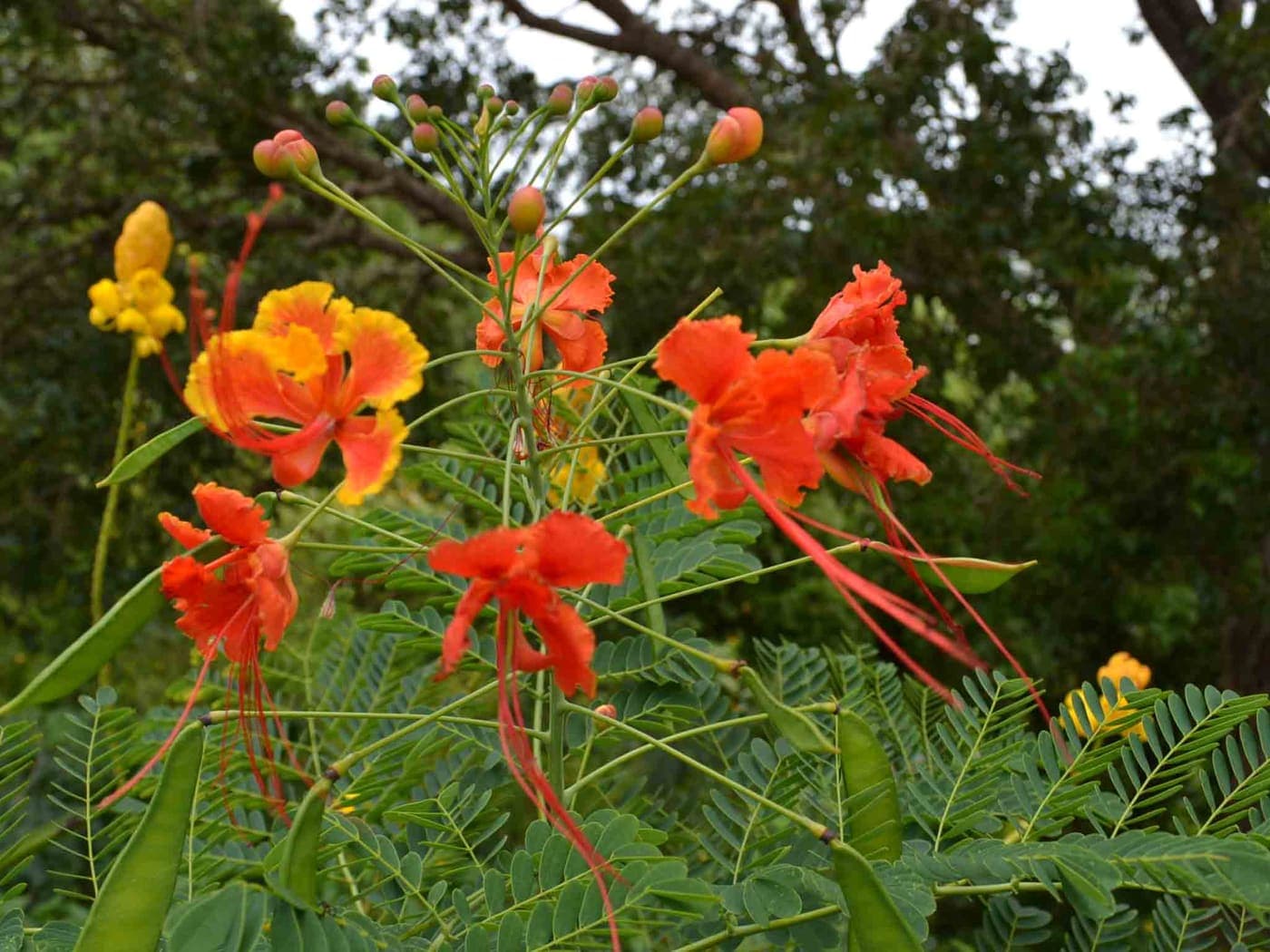 Цветок Pride of Barbados — национальный цветок острова