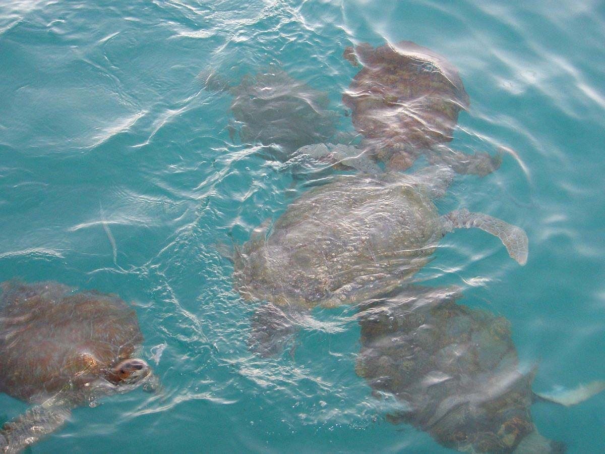 Морские черепахи в прозрачной воде Карибского моря у берега Барбадоса